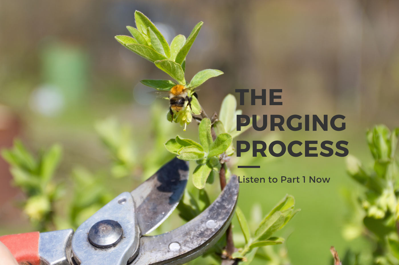 The Purging Process Part 1